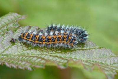 Waterhall Emperor Moth caterpillars 29.5.22.jpg