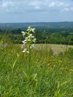 UKB Greater Butterfly Orchid, Bepton Down 12.6.22.jpg
