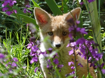 UKB Fox cub, Worthing garden 20.5.22.jpg
