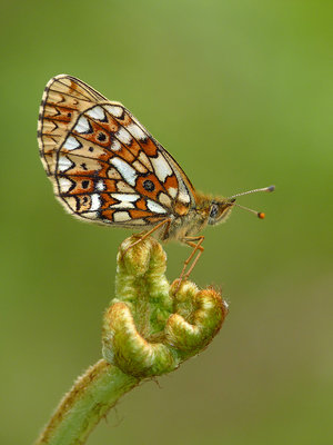 BC SPBF female, Rowland Wood 5.6.19.jpg