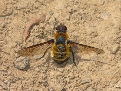 UKB Villa cingulata, Knepp 20.7.22.jpg