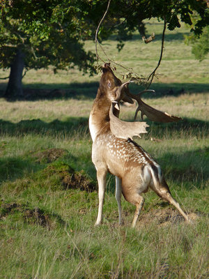 UKB Fallow Buck (3) Petworth Park 22.10.19.jpg