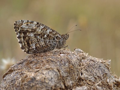 UKB Grayling (1) Deep Dean 22.7.22.jpg