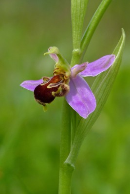 UKB Bee Orchid, X Down 8.6.21.jpg