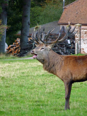 Knepp Red Deer stag (2) 9.10.19.jpg