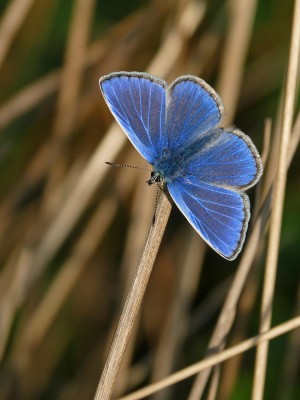 UKB Common Blue male, Mill Hill 21.9.20.jpg