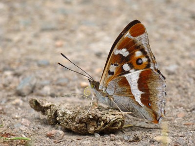 UKB Purple Emperor (2) Knepp 28.6.22.jpg