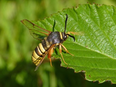 UKB Lunar Hornet moth, Knepp safari 8.7.22.jpg