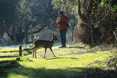 UKB Photographing a Roe Buck - image (c) Mark Hulme.jpg