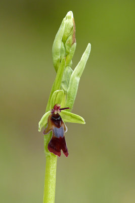 BC Fly Orchid, Heyshott Escarpment 5.5.19.jpg