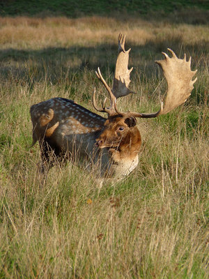 UKB Fallow Buck (1) Petworth Park 22.10.19.jpg