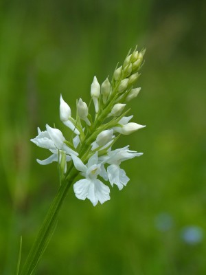 UKB Common Spotted-orchid var. alba (2) X Down 8.6.21.jpg