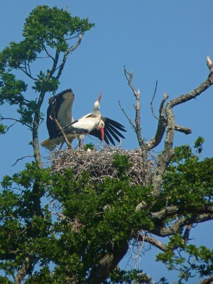 UKB White Stork (3) Knepp 1.6.20.jpg