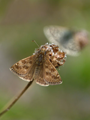 BC Dingy and Grizzled Skipper, Chantry Hill 18.4.19.jpg