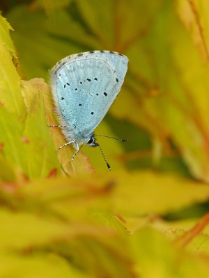 UKB Holly Blue (male), Worthing garden (1) 24.5.21.jpg