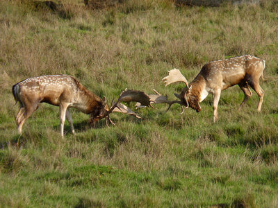 UKB Fallow Bucks fighting (1) Petworth Park 22.10.19.jpg