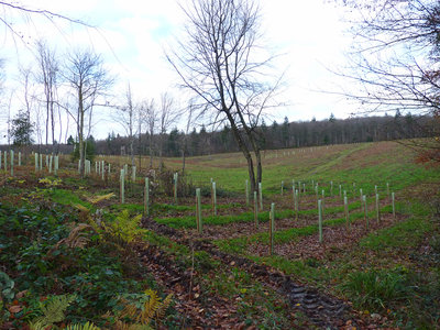 UKB Rewell Wood, replanted area (1) 30.11.19.jpg