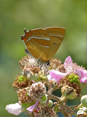 UKB Brown Hairstreak male (1) Knepp 24.7.22.jpg