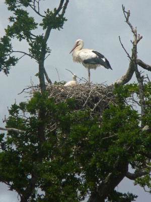 UKB White Storks, Knepp 7.6.20 (2).jpg
