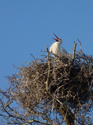 Knepp Safari (White Stork 1) 18.4.21 (Neil Hulme).jpg