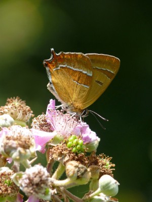 UKB Brown Hairstreak male (2) Knepp 24.7.22.jpg