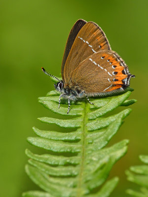 BC Black Hairstreak (1) Ditchling Common 14.6.19.jpg