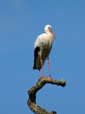 UKB White Stork, Knepp 12.8.21.jpg