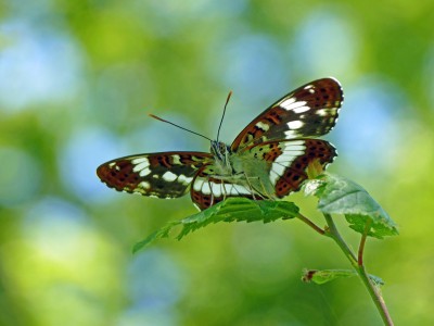 UKB White Admiral (1) Knepp, June 2024.jpg