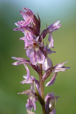 UKB X Dactyloglossum mixtum (Frog x Common-spotted Orchid) 3 West Sussex 12.6.22.jpg