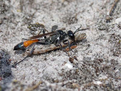 UKB Red-banded Sand Wasp (2) Ambersham Common 25.8.21.jpg