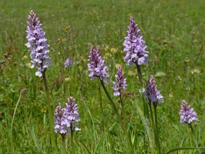 UKB Common Spotted-orchids, X Down 8.6.21.jpg