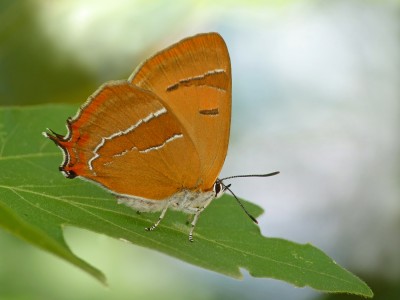 UKB Brown Hairstreak female (1) Burpham 4.8.22.jpg