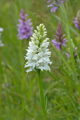 UKB Common Spotted-orchid var. alba, Storrington downs 31.5.22.jpg