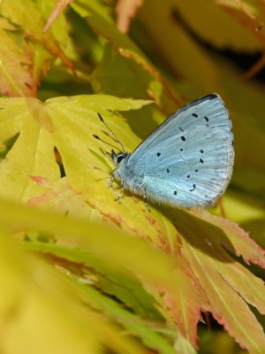 UKB Holly Blue (male), Worthing garden (3) 24.5.21.jpg