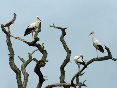 UKB White Storks, Knepp 12.8.21.jpg