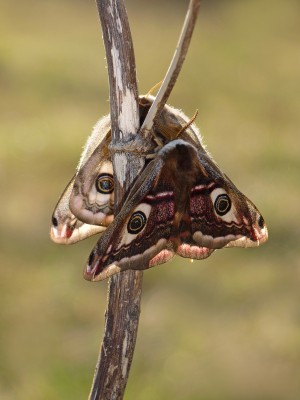 UKB Emperor moth (pairing) 23.4.21.jpg