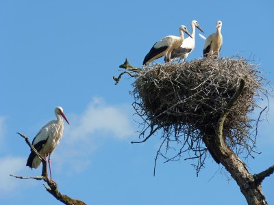 UKB White Storks, Knepp 3.7.22.jpg