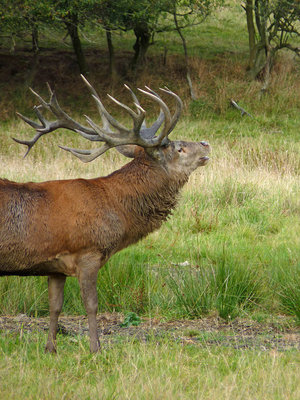 BC Red Deer stag (5) Knepp 22.9.19.jpg