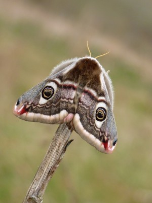 Emperor Moth female (2) 14.4.21.jpg