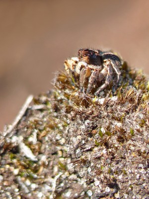 UKB Jumping Spider Aelurillus v-insignitus.jpg