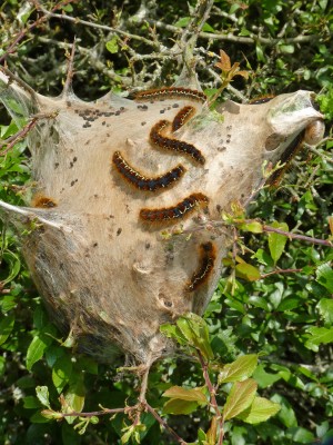 UKB Small Eggar larval web, East Sussex 27.5.22.jpg