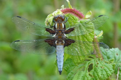 UKB Broad-bodied Chaser (male) APE 12.5.22.jpg