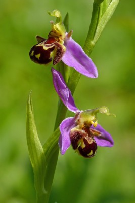 UKB Bee Orchid, Ditchling Common 16.6.21.jpg