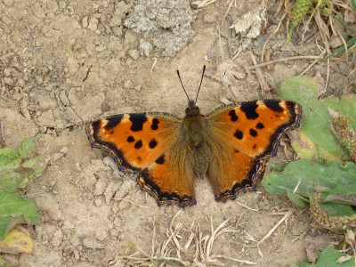 UKB Large Tortoiseshell, Knepp 5.7.22 (c) Neil Hulme.jpg