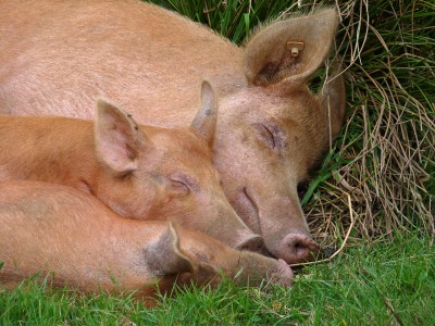 UKB Tamworth Pigs (1) Knepp 27.9.20.jpg