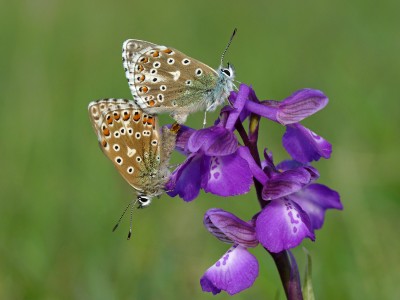 UKB Adonis Blue pair on Green-winged Orchid, Anchor Bottom 16.5.22.jpg