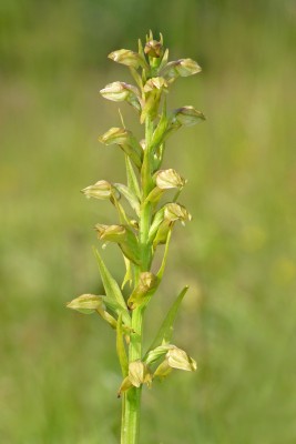 UKB Frog Orchid, W Sussex 12.6.22.jpg