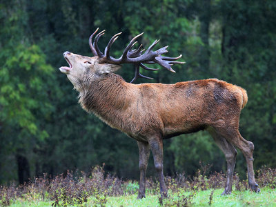 UKB Red Deer stag (1), Knepp by Mark Hulme.jpg