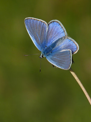 BC Common Blue male, Springhead Hill 15.7.19.jpg