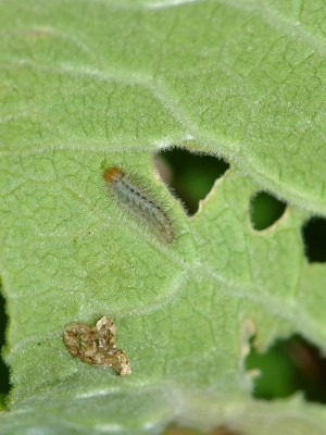 UKB Duke of Burgundy larva (1) Fairmile Bottom 19.6.20.jpg